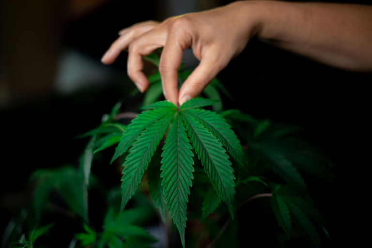 photo of person holding green leaf plant